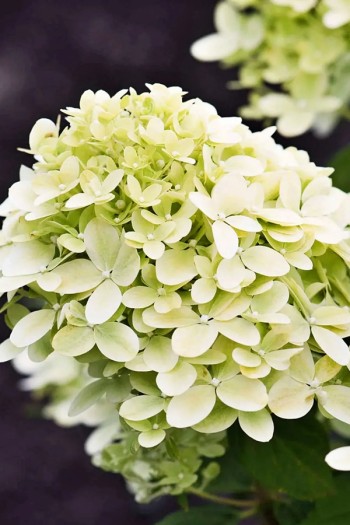 Гортензія волотиста ‘Лівінг Літл Пешн’ (біла)|Hydrangea paniculata ‘Living Little Passion’|Гортензия метельчатая ‘Ливинг Литл Пешн’ (белая)